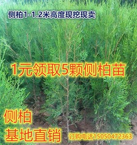 侧柏苗塔柏龙柏扁柏树苗蜀侩刺柏宝塔松树苗四季常青庭院工程绿化