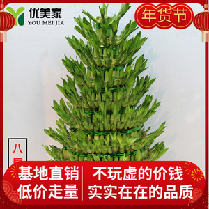 花卉盆栽富贵竹开运 花卉盆栽富贵竹开运品牌 价格 阿里巴巴