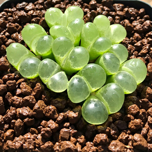 绿眼睛 风铃玉 Conophytum limpidum 多肉植物肉锥番杏