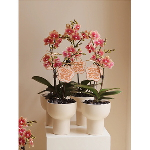 胡蝴蝶兰陶瓷花盆专用套盆家用小花盆家用单支白色花瓶兰花的花盆