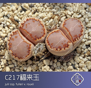 生石花 巧克力饼干 C217福来玉种子 番杏科 多肉植物 依旧江南