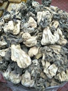 新疆特产巴楚野生蘑菇优质精选一级巴楚皱柄羊肚菌500克