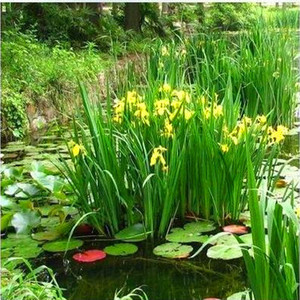 绿化水道池塘湖泊 水生植物黄菖蒲水葱水竹再力花芦苇香蒲菖蒲苗