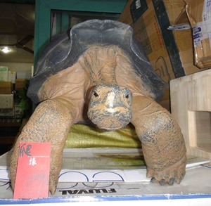 正版现货 高仿真1:1 陆龟模型 tortoise 加拉帕戈斯陆龟 象龟模型