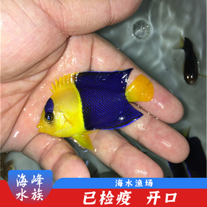石美人 海水鱼活体珊瑚小丑鱼观赏鱼海峰水族 小型神仙类