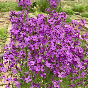 蓝香芥种子紫色彩色油菜花籽种欧亚香花芥花籽庭院四季易活花海