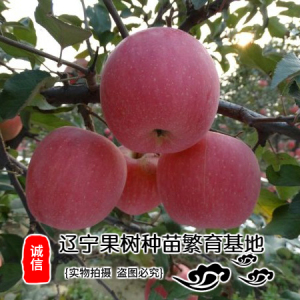 辽宁矮化二刀寒富苹果苗 耐寒耐旱矮化第二年结果寒富苹果树苗