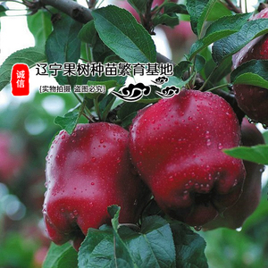 苹果树苗新品嫁接美国红蛇果苹果苗盆栽地栽庭院种植红心蛇果树苗