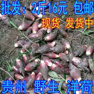 洋荷野生洋火姜 洋荷野生洋火姜品牌 价格 阿里巴巴 洋荷野生洋火姜 洋荷野生洋火姜品牌 价格 阿里巴巴
