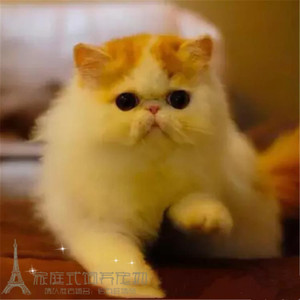 出售异国短毛猫纯种活体红虎班加菲猫红白净梵加菲幼猫包健康p