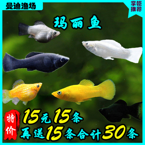 热带鱼观赏鱼黑玛丽金黄白银玛丽淡水鱼小型胎生鱼金鱼鱼活体特价