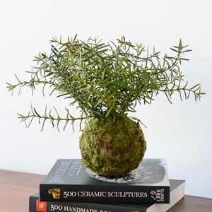 トップレート 苔玉盆栽 花のイメージのコレクション
