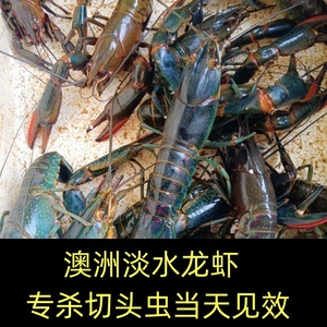 澳洲淡水小龙虾杀切头虫 药专用鱼塘虾不伤虾不伤水草