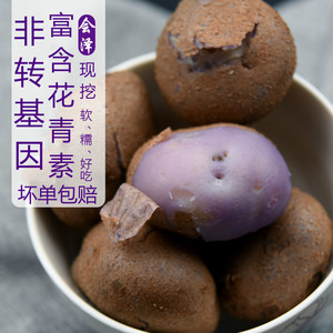 云南黑紫土豆会泽七彩洋芋转心乌紫马铃薯现挖小土豆新鲜5斤包邮