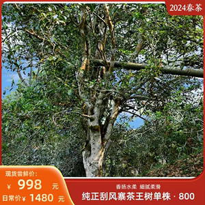 【2024头春茶】纯正刮风寨茶王树大单株·800 长于山野 底蕴深厚