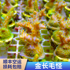 金长毛怪 SPS 珊瑚 断枝 断肢 断支 精品 人工繁殖 活体珊瑚