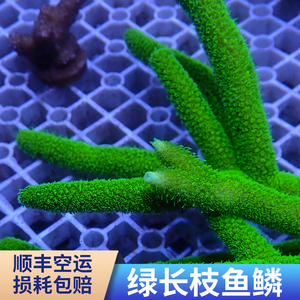 绿长枝鱼鳞 SPS 珊瑚 断枝 断肢 断支 精品 人工繁殖 活体珊