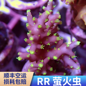 RR  萤火虫 SPS 珊瑚 断枝 断肢 断支 精品 人工繁殖 活体珊