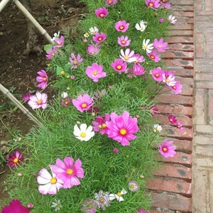 室外花籽波斯菊植物种子格桑花秋英四季开花庭院花种籽子路边花草