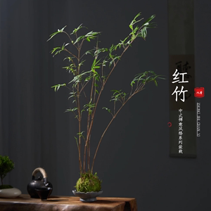 苔玉苔藓球红观音竹米竹子水培好养客厅室内绿植物中式桌面盆景栽