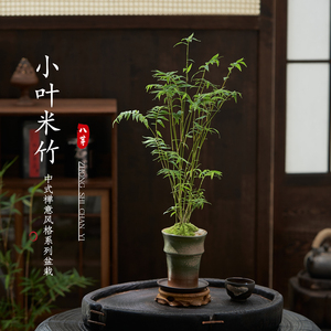 米竹室内盆栽小型微盆景庭院室内桌面绿植观音竹子观赏竹带盆种好