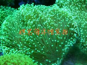 三绿非皮 软体珊瑚 荧光绿长须皮革 海水 长须皮革珊瑚 皮实好养