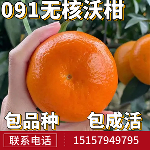 091无核沃柑苗南北方地栽特大橘子果苗盆栽嫁接桔子树苗当年结果