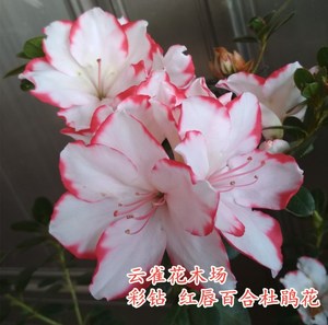 包邮彩钻【红唇百合】杜鹃花比利时西洋鹃 精美高档盆栽花卉