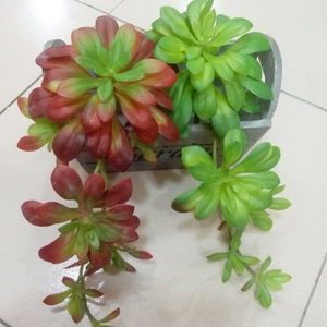 多肉花莲 多肉花莲品牌 价格 阿里巴巴