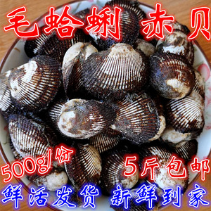 新鲜毛蛤蜊鲜活赤贝血蛤 野生毛蚶毛贝小海鲜贝类水产5斤包邮无沙