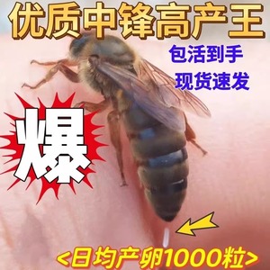 中蜂蜂王种王产卵王广西土蜂交尾包活优质蜜蜂群活体阿坝新开产王