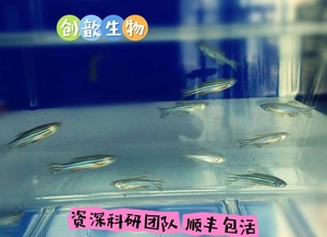 实验斑马鱼成鱼繁殖专用AB/TU/TL品系【3-6月龄】科研实验