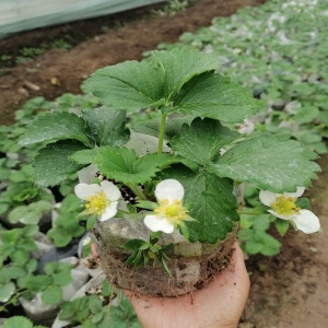 草莓苗精品大苗当年四季开花结果南北方地载阳台种植奶油红草莓