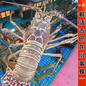 鲜活古巴龙海鲜水产 小蜜蜂 红龙澳洲龙虾超大澳龙青龙波龙1斤1只