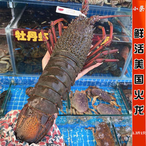 鲜活美国火龙海鲜水产超大澳洲龙虾玉龙大澳龙红龙波龙1.3斤1只