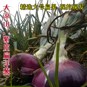 西昌精品大果紫皮甜洋葱头2024凉山农家种植新鲜蔬菜生态孕妇多汁