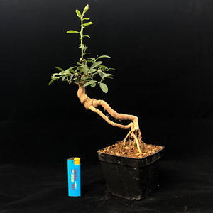 金豆盆景带果金豆盆栽瓜豆掌上盆景微型素材观果植提根小品盆景 阿里巴巴找货神器