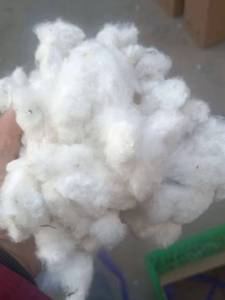 带籽棉花未加工一级散装棉花农家自产保真纯棉花婚庆生子用棉花