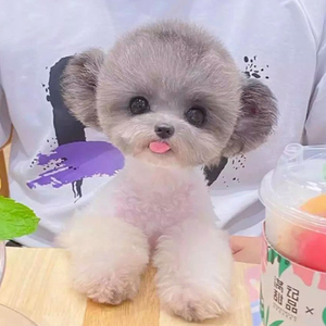 花灰泰迪 花灰泰迪品牌 价格 阿里巴巴