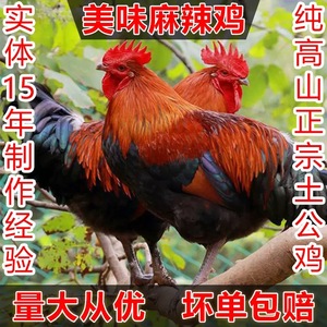 四川泸州高山名特产正宗土鸡麻辣鸡卤鸡下酒菜新鲜熟食美味麻辣鸡