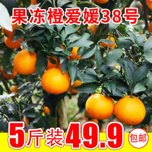 老新款其他中国大陆门头果业爱媛38号果冻橙5斤橙子当季水果甜邮