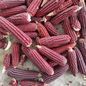 老式灯笼红玉米粒70年代传统老品种非转基因农家笨小玉米棒子