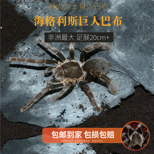 (新品)海格力斯巨人巴布好养便宜新手入门品种地栖蜘蛛宠物1-20cm