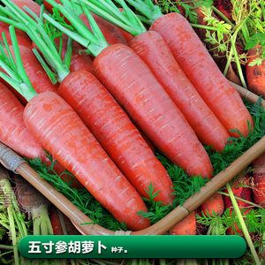 五寸参水果胡萝卜种籽种子红萝卜子籽夏季秋季种植蔬菜籽种孑大全