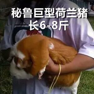 大型豚鼠荷兰猪天竺鼠猪猪宠物猪活体豚鼠苗幼鼠宝宝彩豚彩鼠包邮