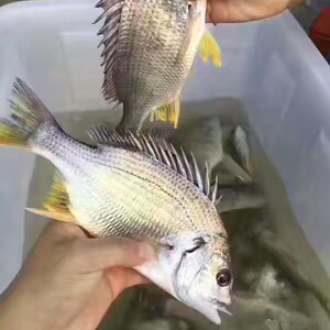 海钓黄翅鱼赤鱼海捕黄鳍鲷新鲜海鱼3两到4两