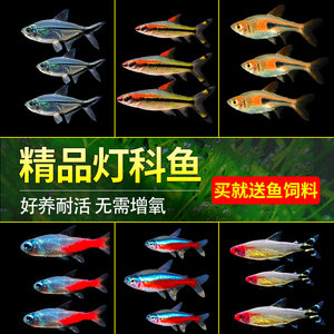 热带观赏鱼淡水活鱼金鱼小型宝莲灯斑马红绿灯孔雀鱼苗灯科鱼