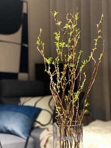 云龙柳鲜枝 云龙柳鲜枝品牌 价格 阿里巴巴