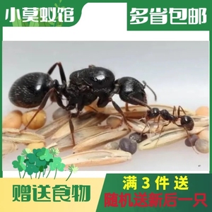 小莫蚁馆 工匠 强壮 白刺 针毛 无颚齿收获蚁属 吃种子宠物蚂蚁