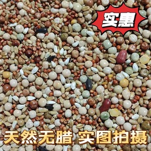 鸽粮10斤包邮无玉米幼鸽料鸽子粮食信鸽肉鸽子粮鸟食鸽料鸽子饲料